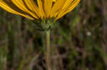 Variableleaf sunflower